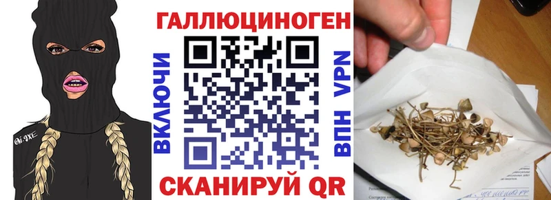 наркошоп  Салаир  Псилоцибиновые грибы Psilocybe 